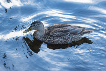 Female Mallard