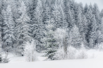 Obraz na płótnie Canvas Schnee im Erzgebirge bei Altenberg