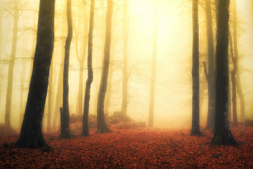 Naklejka na ściany i meble magical foggy forest with sun rays