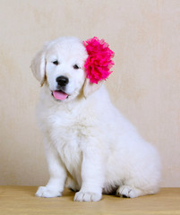 White joyful puppy with a pink flower on her head. Labrador Retriever with his tongue hanging out. Dog fluffy and beautiful. Cute pet. Portrait of retriever. 