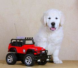 White joyful puppy with a red children's toy car. Labrador Retriever with his tongue hanging out....