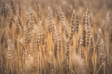 Fototapeta premium Field of wheat