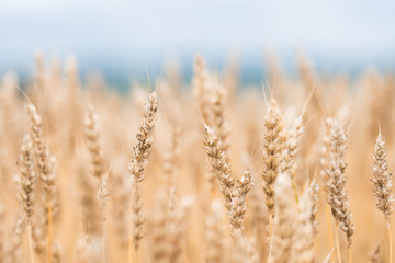 Field of wheat