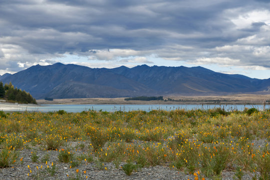 Yellow flowers grown by lakeside at Lake Tekapo, South Island of New Zealand