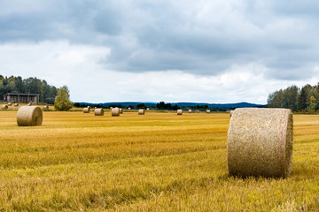 Harvested Hay field