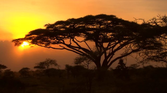 Silhouette of big lush acacia tree crown over orange setting sun in savanna