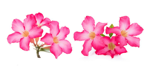 Fototapeta na wymiar Pink Desert Rose Flower on white background