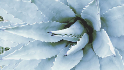 Agave plant in a botanical garden