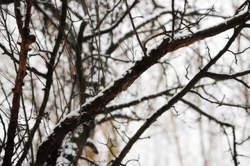 close-up winter landscape in forest