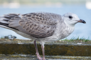 Sea gull eating