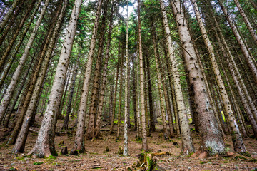 Naklejka premium forêt d'épicea