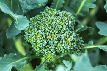 Broccoli plant in the field ready for harvesting. T
