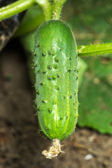 To grow cucumbers in the greenhouse