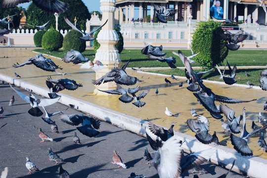 Pigeon to the park 
