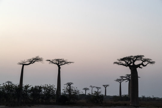 The Avenue Of The Baobabs, Madagascar.