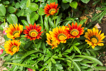 Gazania flowers colored yellow and Red