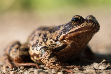 Leaf Frog
