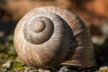 Shell from Snail
