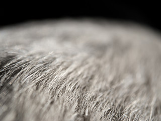 Closeup of white dog's fur