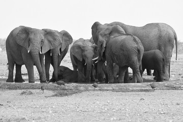 Elefantenherde am Wasserloch Okawao im Etosha Nationalpark (Namibia)