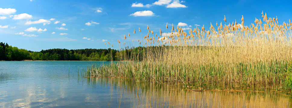 Schilf an einem stillen See unter blauem Himmel