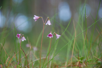Twinflowers closeup