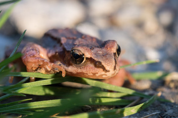 Closeup of large leaf frog staring into the camera.