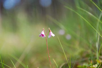Shiny twinflowers