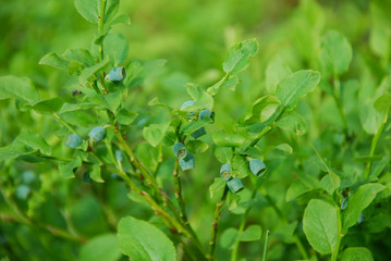 Obraz premium Unripe blueberries