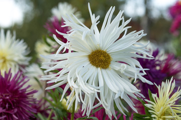 Closeup of white Aster flower with a lot of other flowers soft in background.