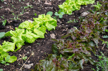 Growing lettuce