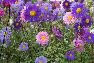 Closeup of pink and purple Aster flowers with a lot of other flowers soft in background.