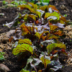 Beetroot leaves in a row