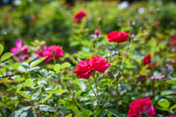 Obraz na płótnie Canvas Red rose in the garden with soft light.