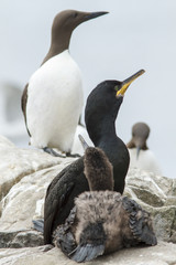 European Shag, adult and young on cliffs, Farne Islands, United Kingdom