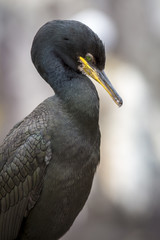 European Shag, adult portrait, Farne Islands, United Kingdom