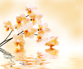 Beautiful white orchid