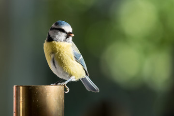 Blue tit
