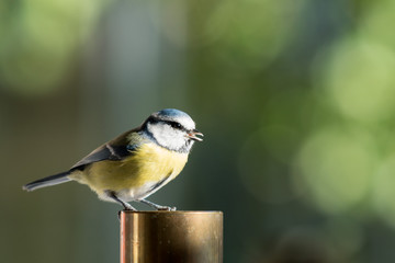 Blue tit
