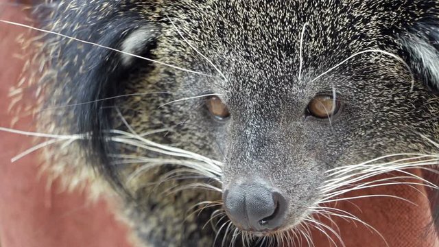 Binturong (Arctictis binturong), also known as the bearcat.