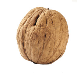 Fototapeta na wymiar One walnut isolated on a white background