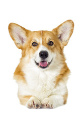 dog looking on a white background