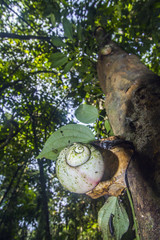 giant tree snail in Sinharaja Forest Reserve, Sri Lanka