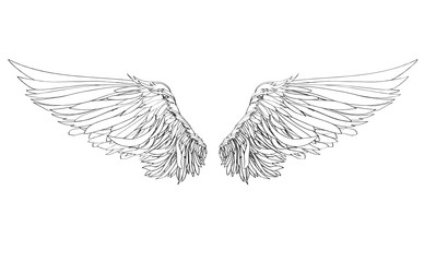 Wings. Vector illustration on white background. Black and white