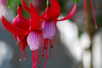 Blossom fuschia flower