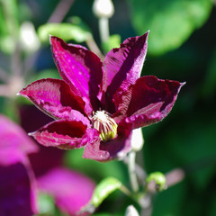 Sunlit clematis flower