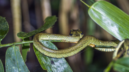 Sri Lankan pit viper in Sinharaja forest resreve, Sri Lanka