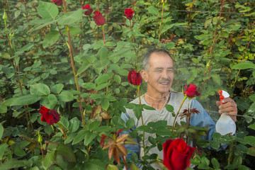 agricultor de rosas en invernadero