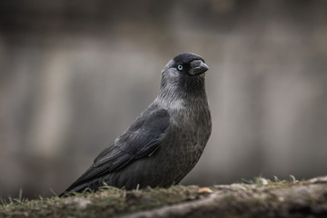 Dark Crow