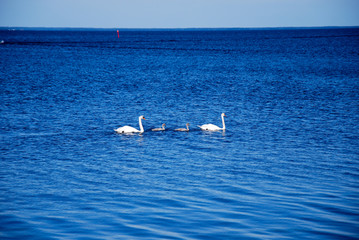 Fototapeta na wymiar Swimming swans